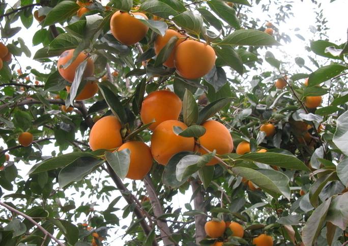 Japanese Persimmon seeds Diospyros kaki seeds